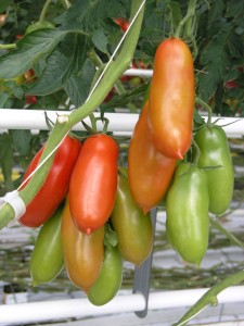 TomateSanMarzano